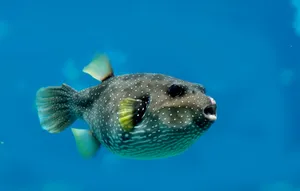 Spotted Pufferfish Swimming Blue Water Wallpaper
