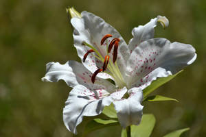 Spotted White Lily Wallpaper