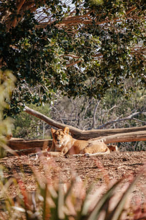 Spotting A Lioness Wallpaper