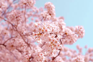 Spring Aesthetic Shallow Focus Wallpaper