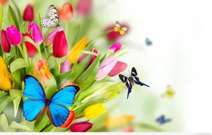 Spring Butterflies Wallpaper
