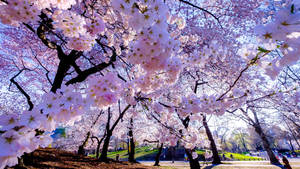 Spring Cherry Blossom Wallpaper