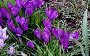 Spring Crocus Wallpaper