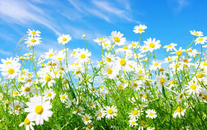 Spring Daisies Wallpaper