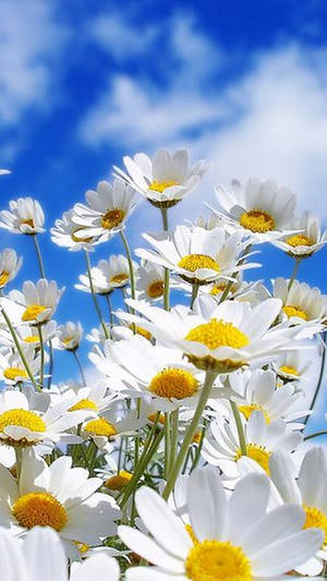 Spring Flower Blue Sky Iphone Wallpaper