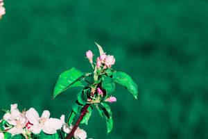 Spring Flower Branch Wallpaper