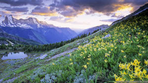 Spring Flower Field On Mountain Wallpaper