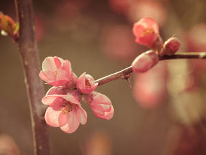 Spring Flower Up Close Wallpaper