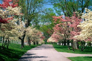 Spring Garden Park Wallpaper