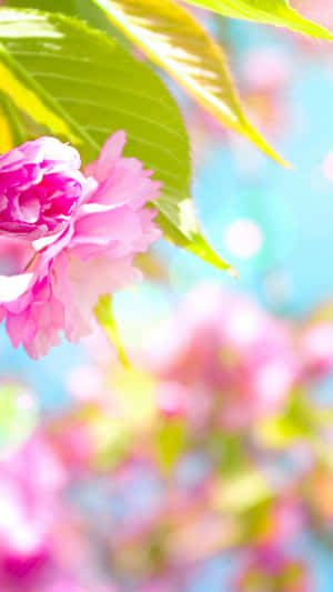 Spring Is Here! Let The Blooms Brighten Your Day With A Brand New Iphone. Wallpaper