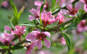 Spring Pink Blossoms Wallpaper