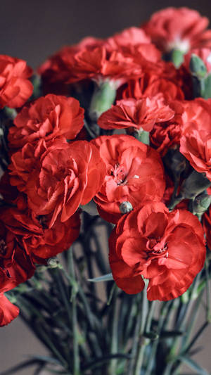 Spring Red Flower Iphone Wallpaper