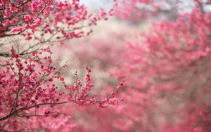 Spring Season Cute Pink Flower Blooms Wallpaper