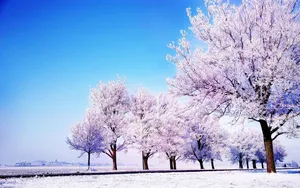 Spring Season In South Korea Wallpaper