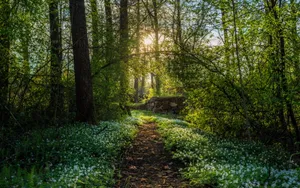 Spring Time Forest Bloom Wallpaper