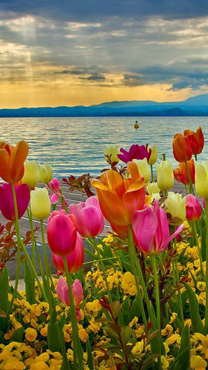 Spring Tulips Flower Iphone Wallpaper