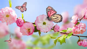 Springtime_ Butterflies_ Among_ Blooming_ Flowers.jpg Wallpaper