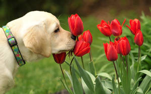 Springtime Joy For This Cute Labrador Puppy Wallpaper