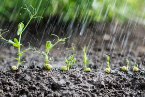 Sprouting Plants Rain Shower.jpg Wallpaper
