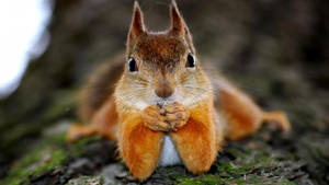 Squirrel Cute Pose Wallpaper