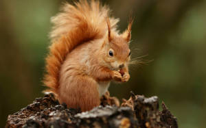 Squirrel Eating Nut Wallpaper