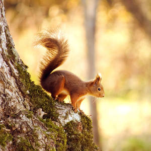 Squirrel On Tree New Phone Wallpaper