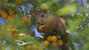 Squirrel Resting On Loquat Wallpaper