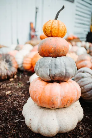 Stack Of Pumpkins Wallpaper
