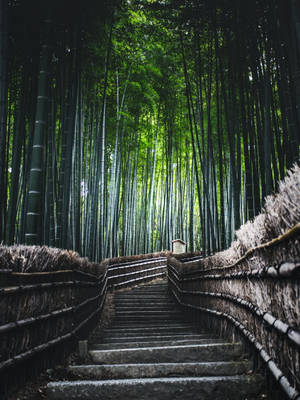 Stairs In Bamboo Forest Iphone Wallpaper