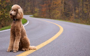 Standard Poodle Sitting On Highway Wallpaper