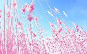 Standing At The Vibrant Pink Field Wallpaper