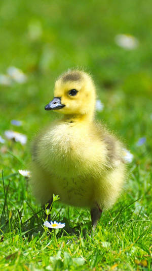 Standing Baby Duck Wallpaper