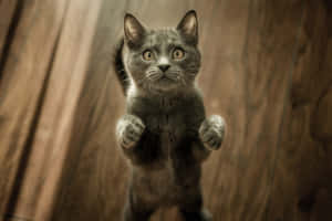 Standing Cute Cat Pfp Wallpaper