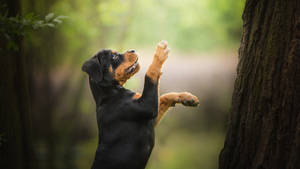 Standing Rottweiler Puppy Wallpaper