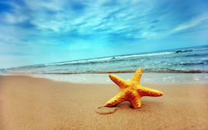 Starfish And Sea Background Wallpaper