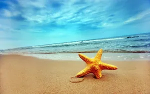 Starfish And Sea Background Wallpaper