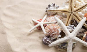 Starfishes And Seashells On The Sand Wallpaper