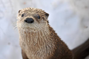 Staring Otter Animal Wallpaper