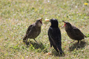 Starling Mother Bird On The Ground Wallpaper