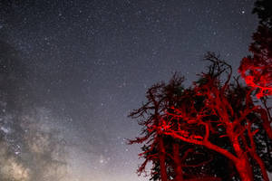 Starry Dark Red Trees Wallpaper