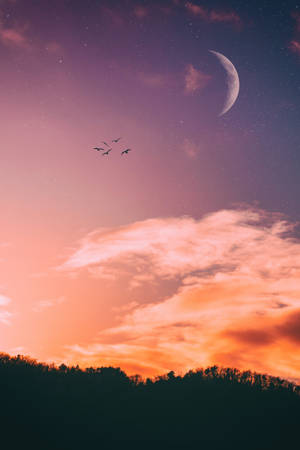 Starry Night With Birds Crescent Moon Wallpaper