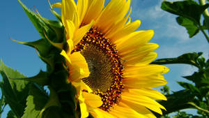 Start The Day With Brightness And Beauty, The Sunflower On Your Desktop Background. Wallpaper