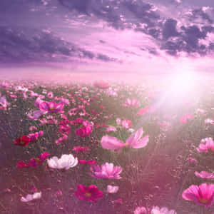 Stay Connected With Our Pink Flower Phone! Wallpaper