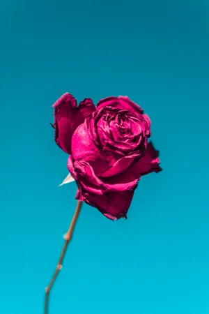 Stem Of Rose Hd Wallpaper