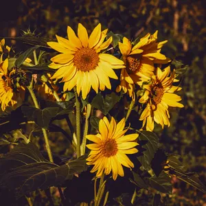 Step Into The Future With Fantasy Phone Wallpaper