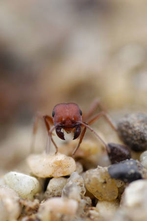 Stones Ant Wallpaper