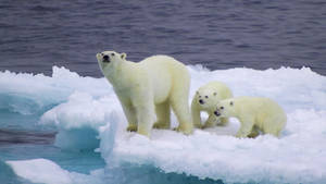 Stranded Polar Bears Wallpaper