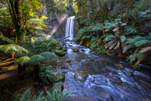 Stream In The Rainforest Wallpaper