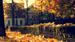 Street Corner During Fall Aesthetic Desktop Wallpaper