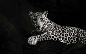 Strength And Beauty Embodied In The Sleek Black Jaguar. Wallpaper